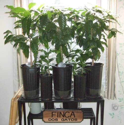 finca-dos-gatos